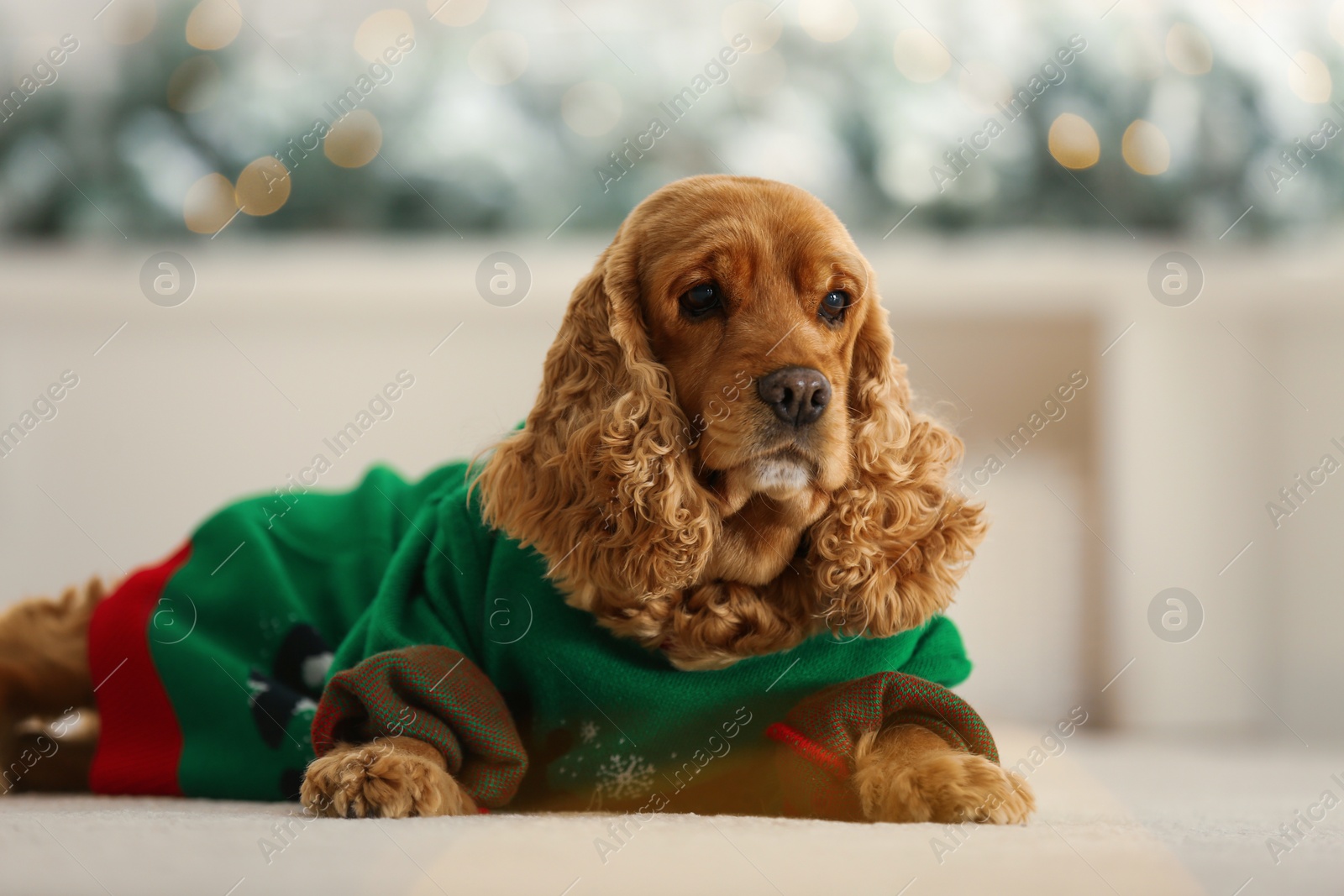 Photo of Adorable Cocker Spaniel in Christmas sweater on blurred background