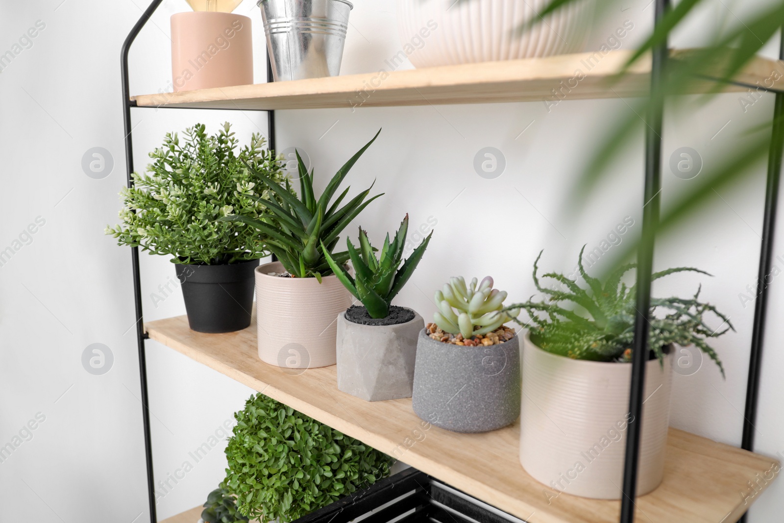 Photo of Shelving unit with beautiful houseplants on light wall