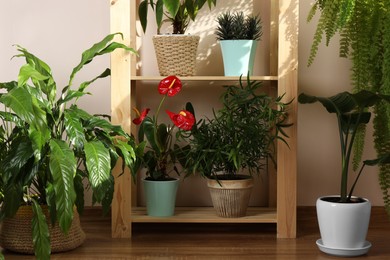 Photo of Beautiful houseplants in pots indoors. House decor