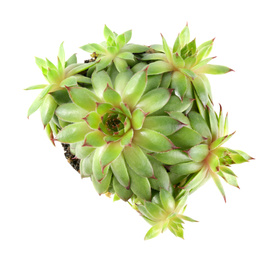 Photo of Beautiful echeverias isolated on white, top view. Succulent plants