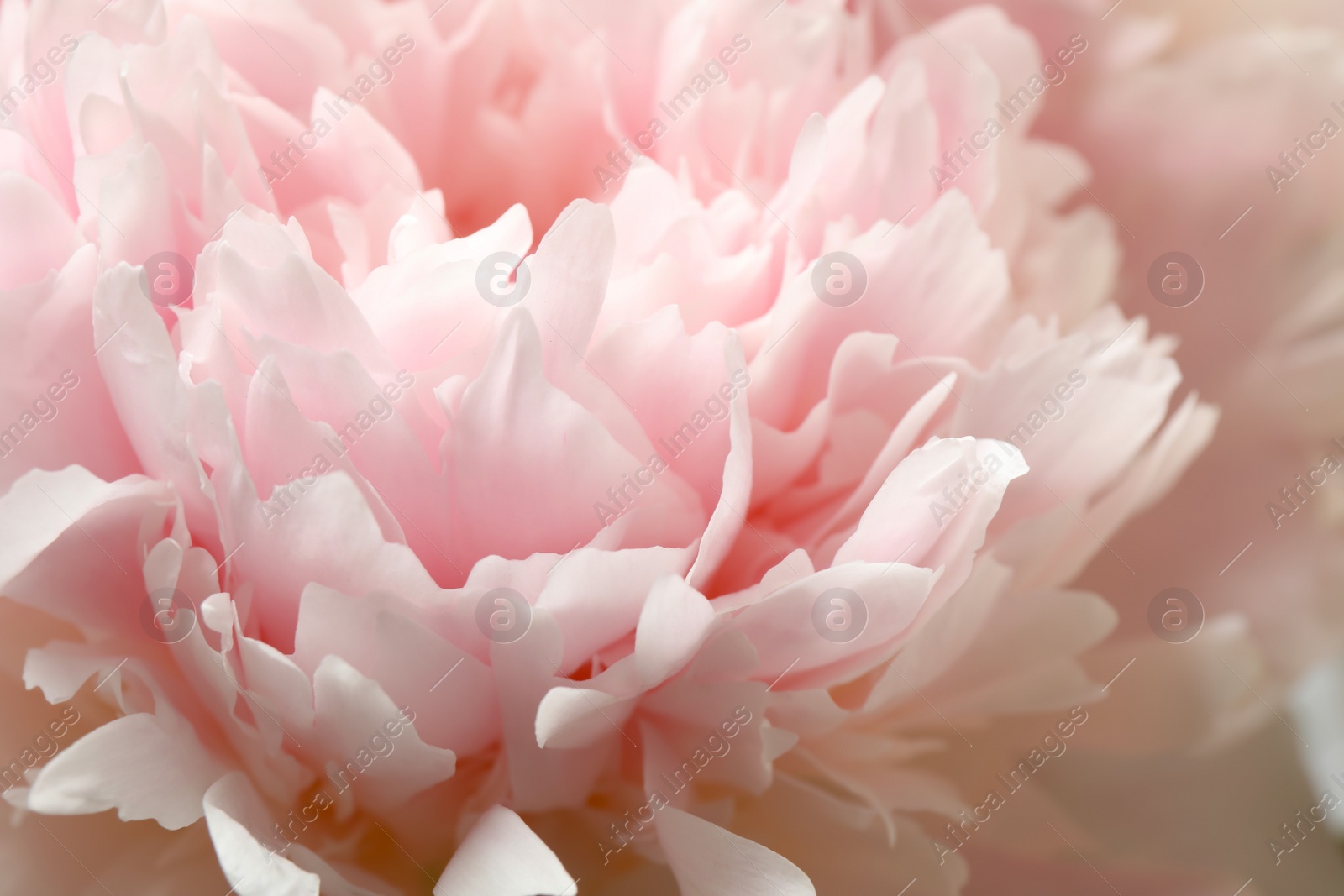 Photo of Beautiful blooming pink peony as background, closeup