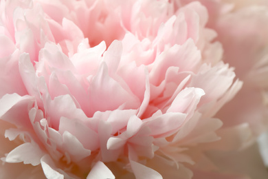 Beautiful blooming pink peony as background, closeup