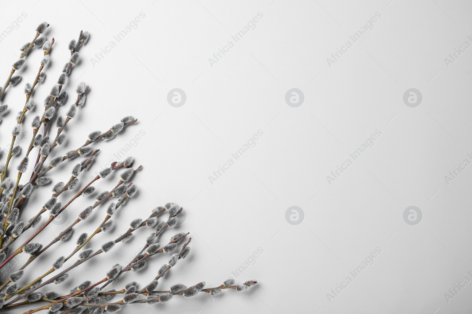 Photo of Beautiful blooming pussy willow branches on white background, top view