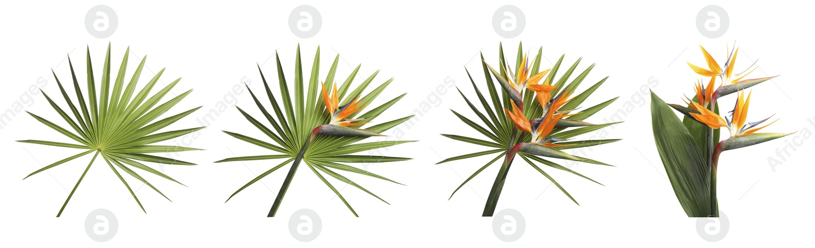 Image of Set with beautiful Bird of Paradise tropical flowers and green leaves on white background. Banner design