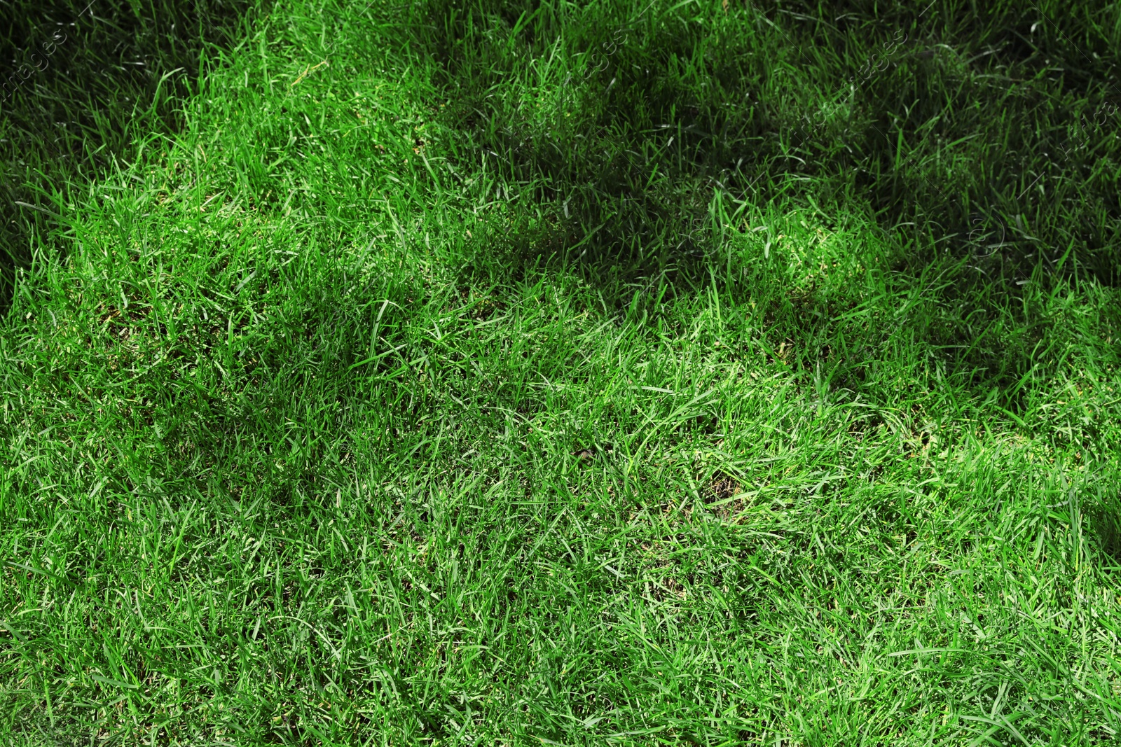 Photo of Green lawn with fresh grass as background, closeup