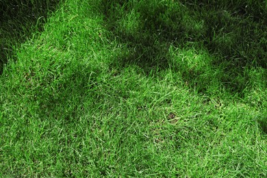 Green lawn with fresh grass as background, closeup