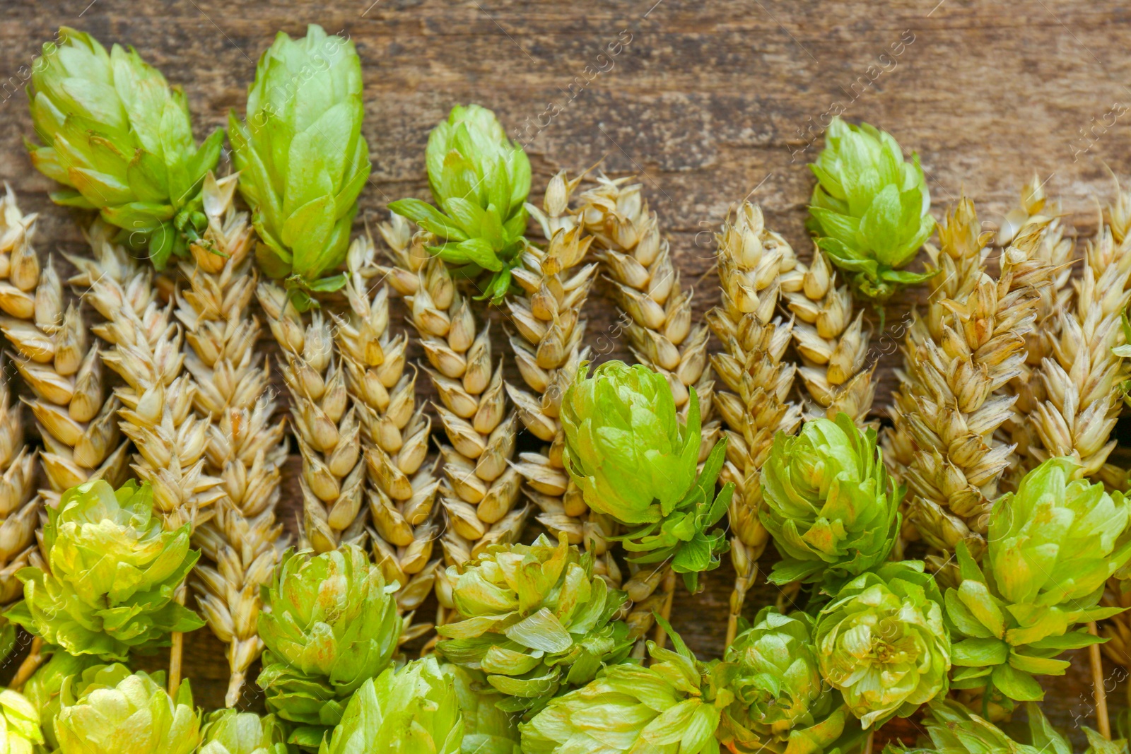 Photo of Fresh green hops and ears of wheat on wooden table, flat lay