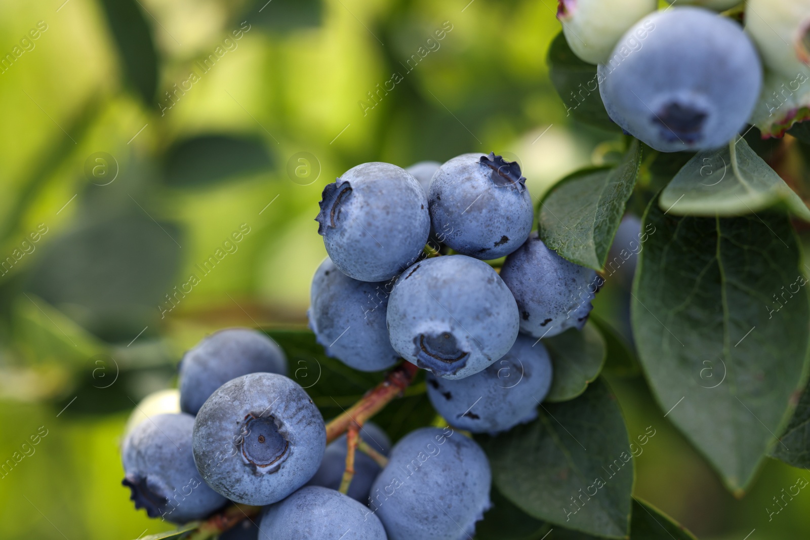 Photo of Wild blueberries growing outdoors, closeup. Seasonal berries