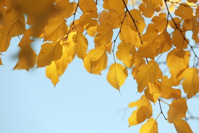 Leaves against blue sky, outdoors. Autumn day