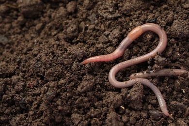 Photo of Two earthworms on wet soil. Space for text