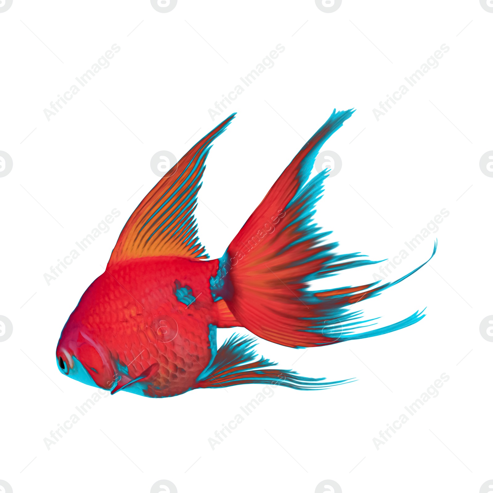 Image of Beautiful colorful betta fish on white background 