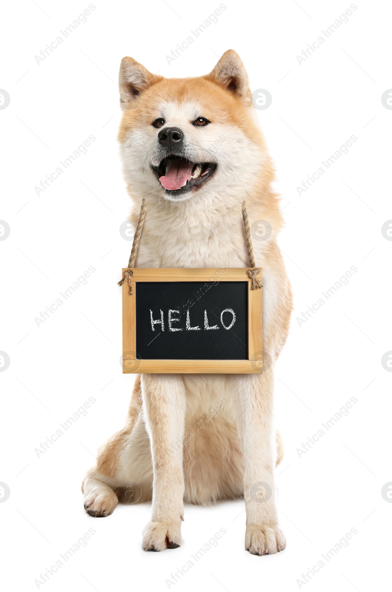 Image of Adorable dog with Hello sign on white background