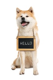 Adorable dog with Hello sign on white background