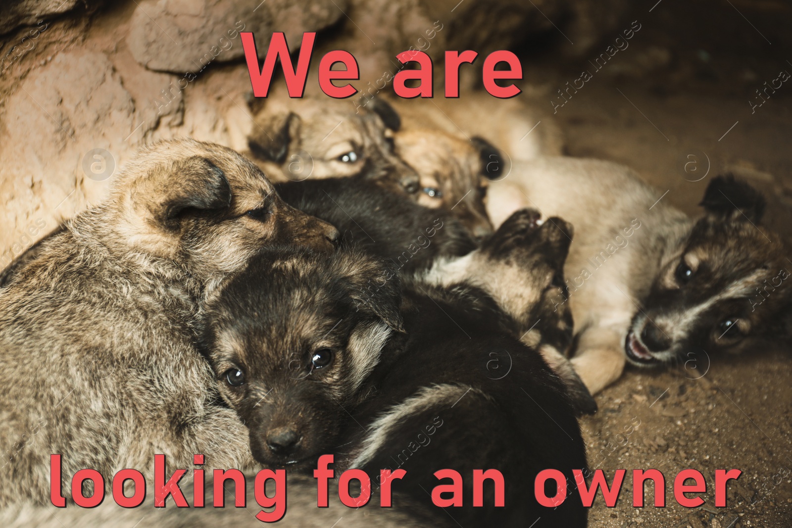 Image of Homeless puppies in abandoned house. Stray baby animals