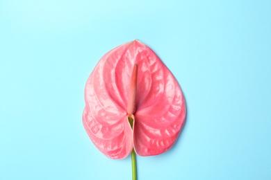 Photo of Beautiful pink anthurium flower on blue background. Tropical plant