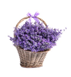 Fresh lavender flowers in basket on white background