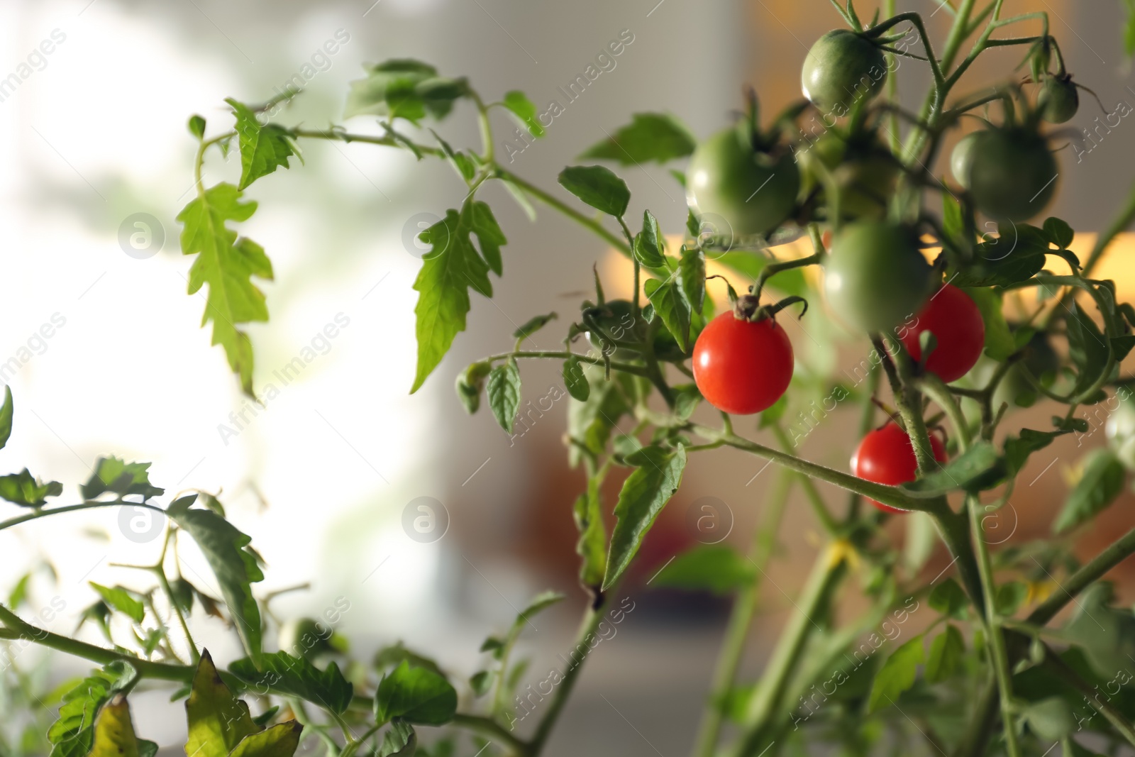 Photo of Tomato bush with ripening fruits on blurred background, closeup