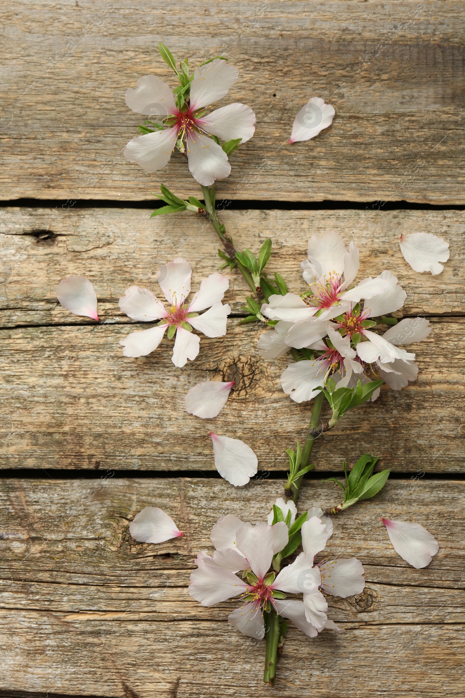 Photo of Beautiful blossoming tree branch and flower petals on wooden table, flat lay. Spring season