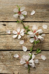 Beautiful blossoming tree branch and flower petals on wooden table, flat lay. Spring season