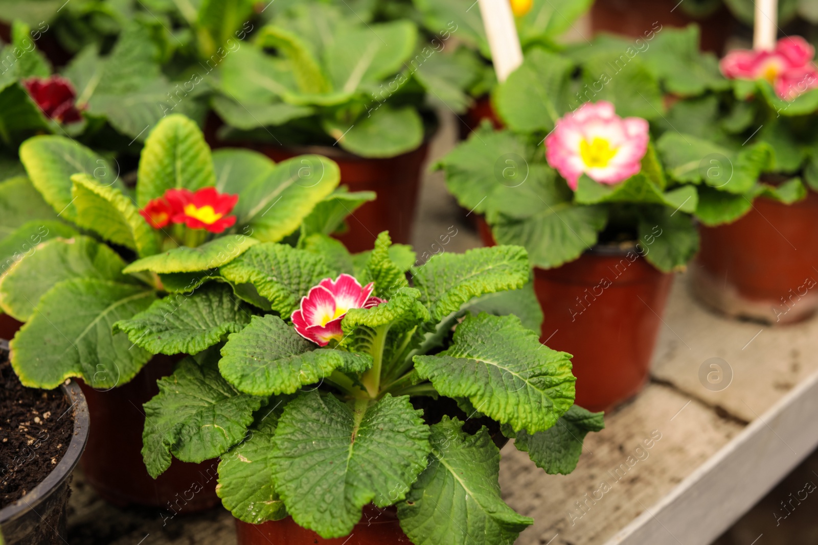 Photo of Many blooming flowers in pots on table. Home gardening