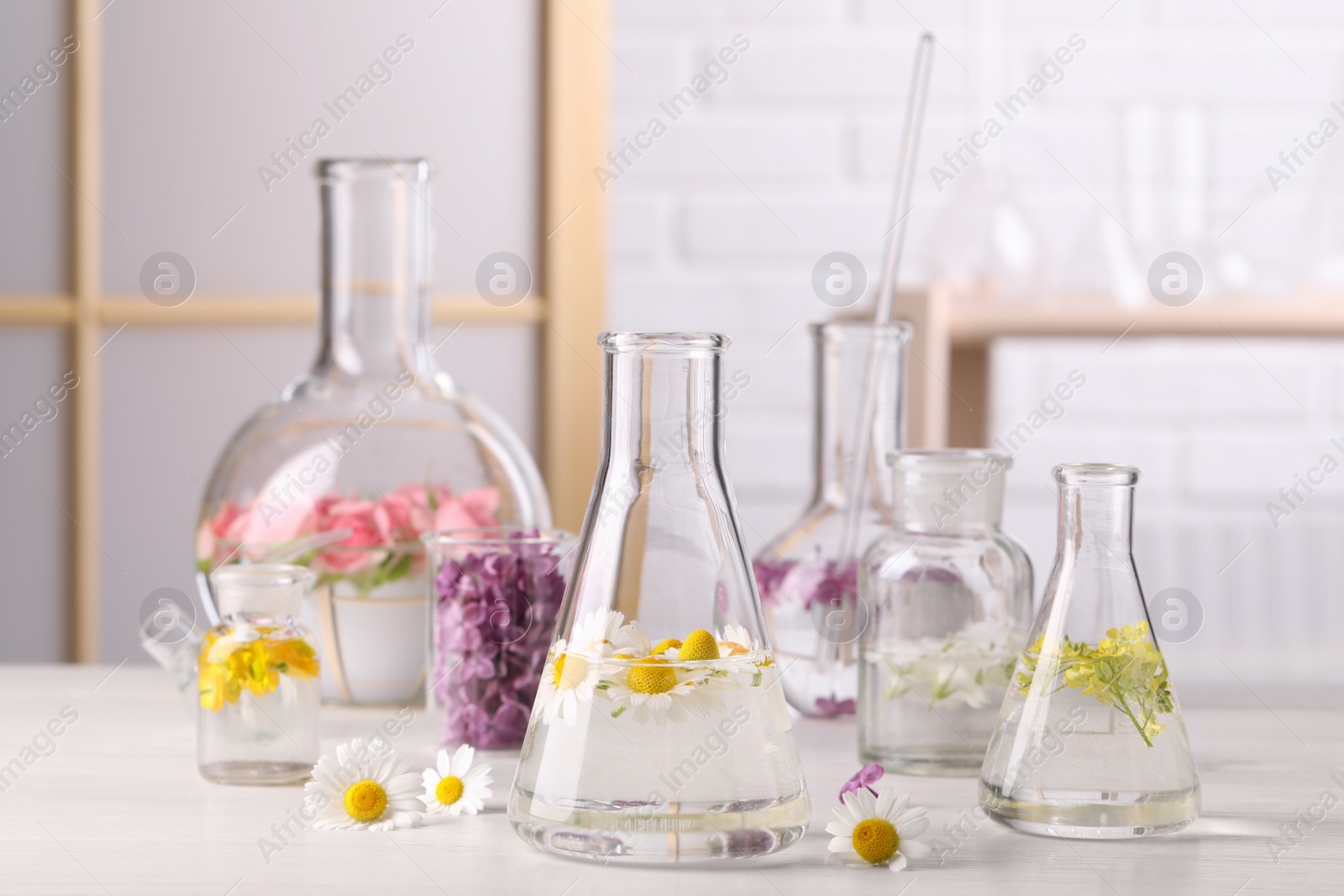 Photo of Laboratory glassware with flowers on white wooden table. Extracting essential oil for perfumery and cosmetics