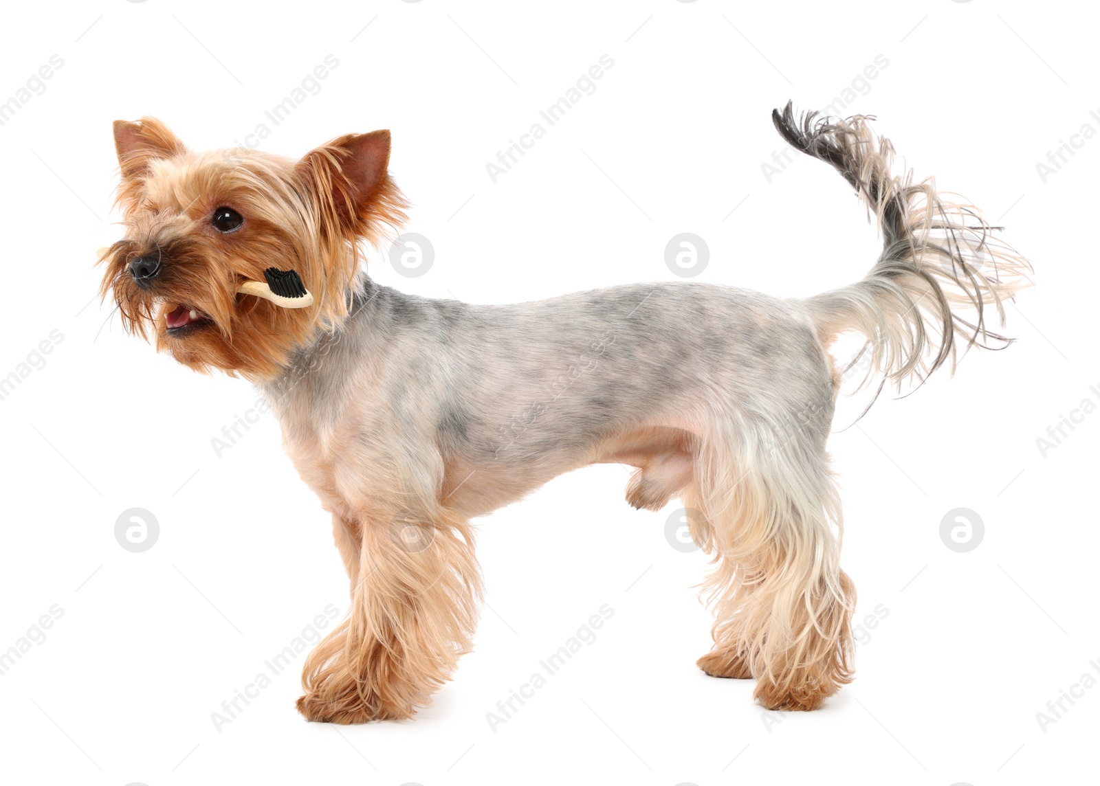 Photo of Cute Yorkshire Terrier with toothbrush on white background