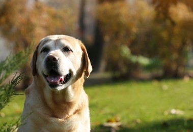 Photo of Yellow Labrador in park on sunny day. Space for text