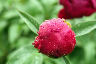 Photo of Beautiful red peony bud with dew drops outdoors, closeup