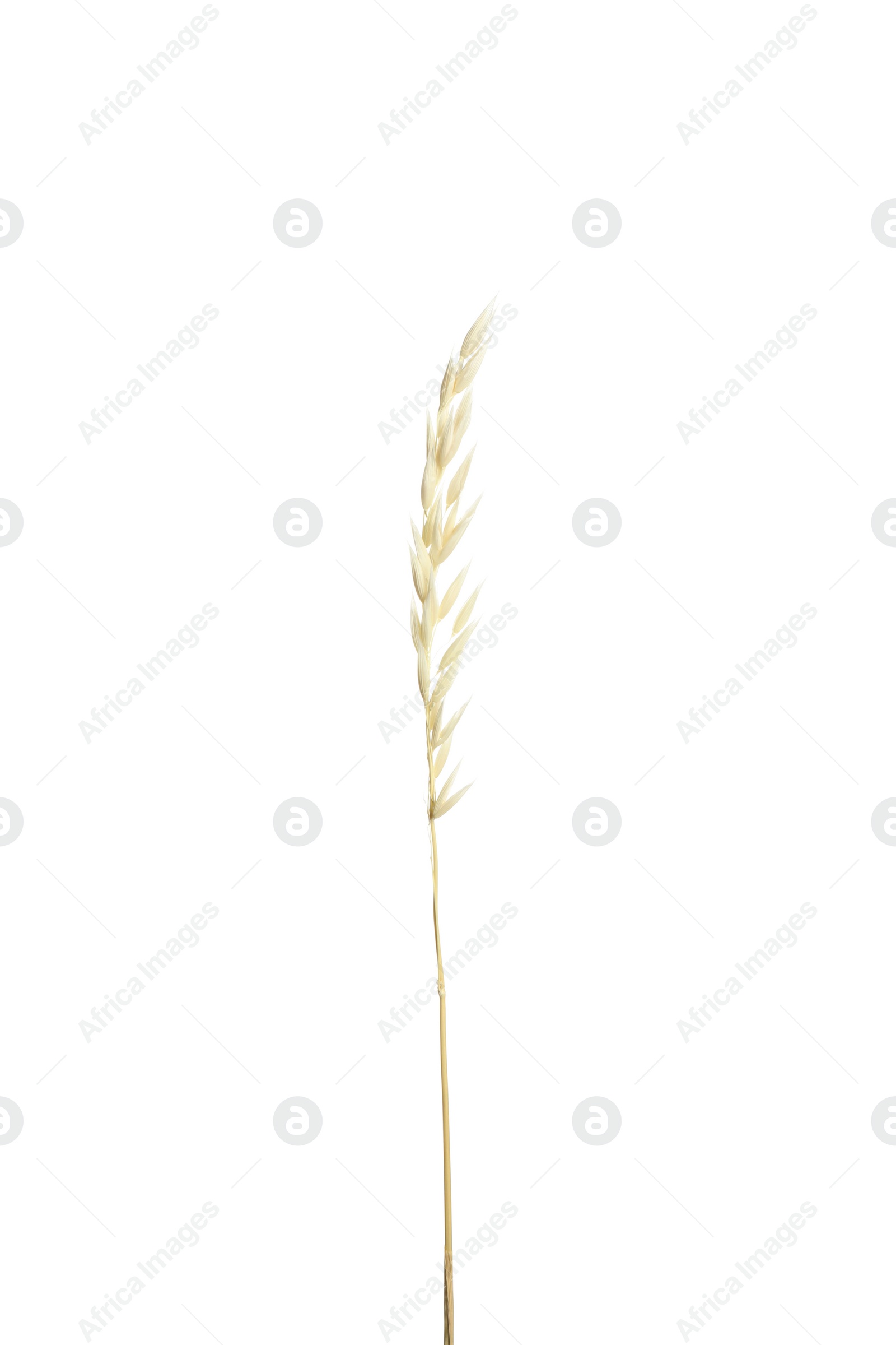 Photo of Beautiful tender dried flower on white background.