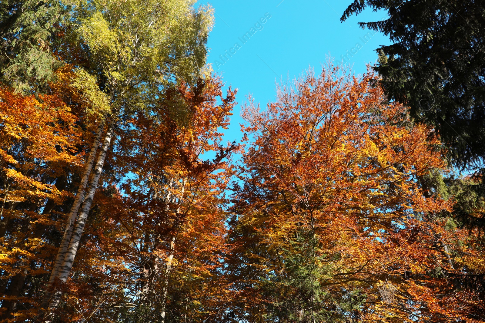 Photo of Beautiful trees with colorful leaves in autumn forest