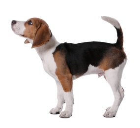 Cute Beagle puppy on white background. Adorable pet