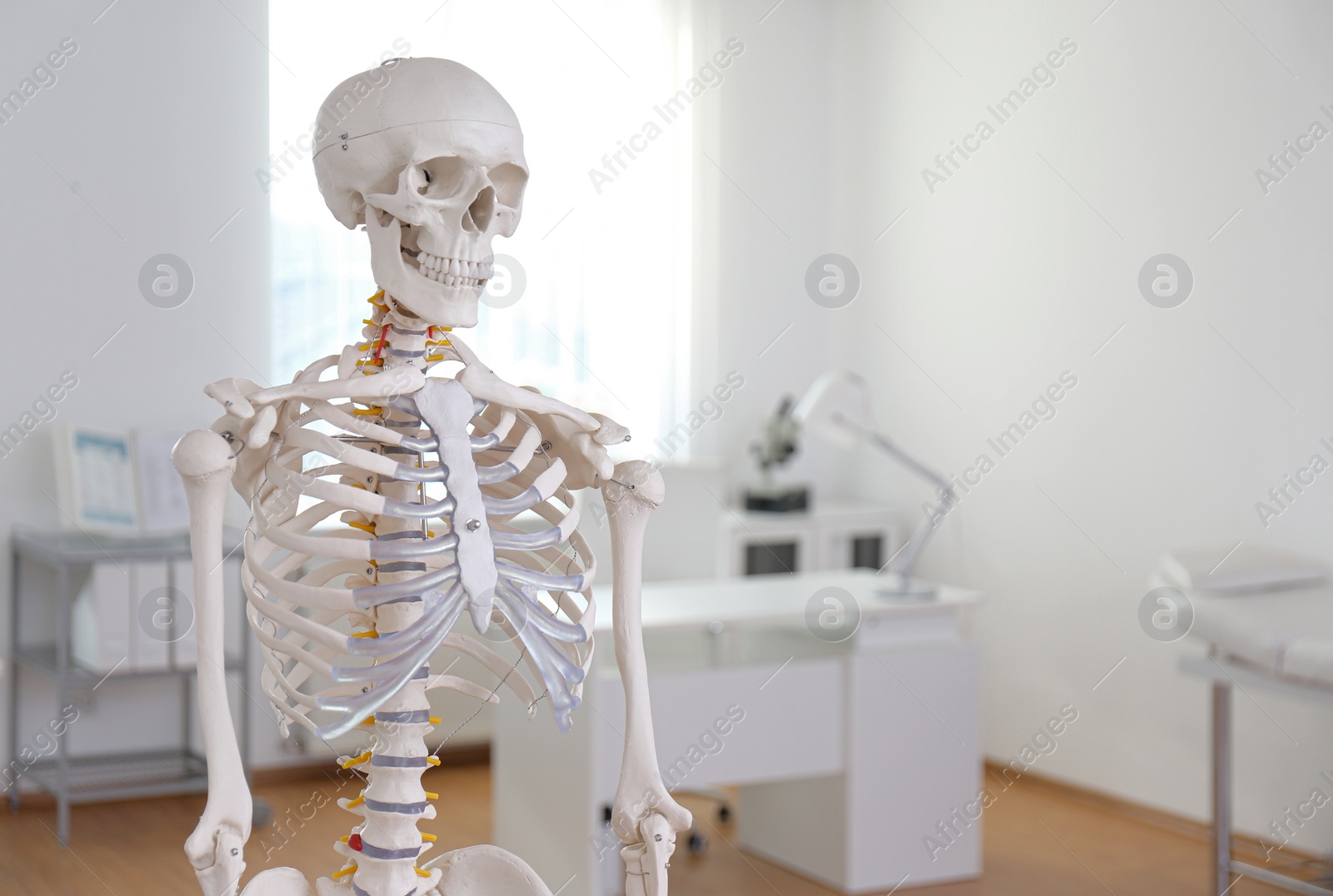 Photo of Human skeleton model in modern orthopedist's office