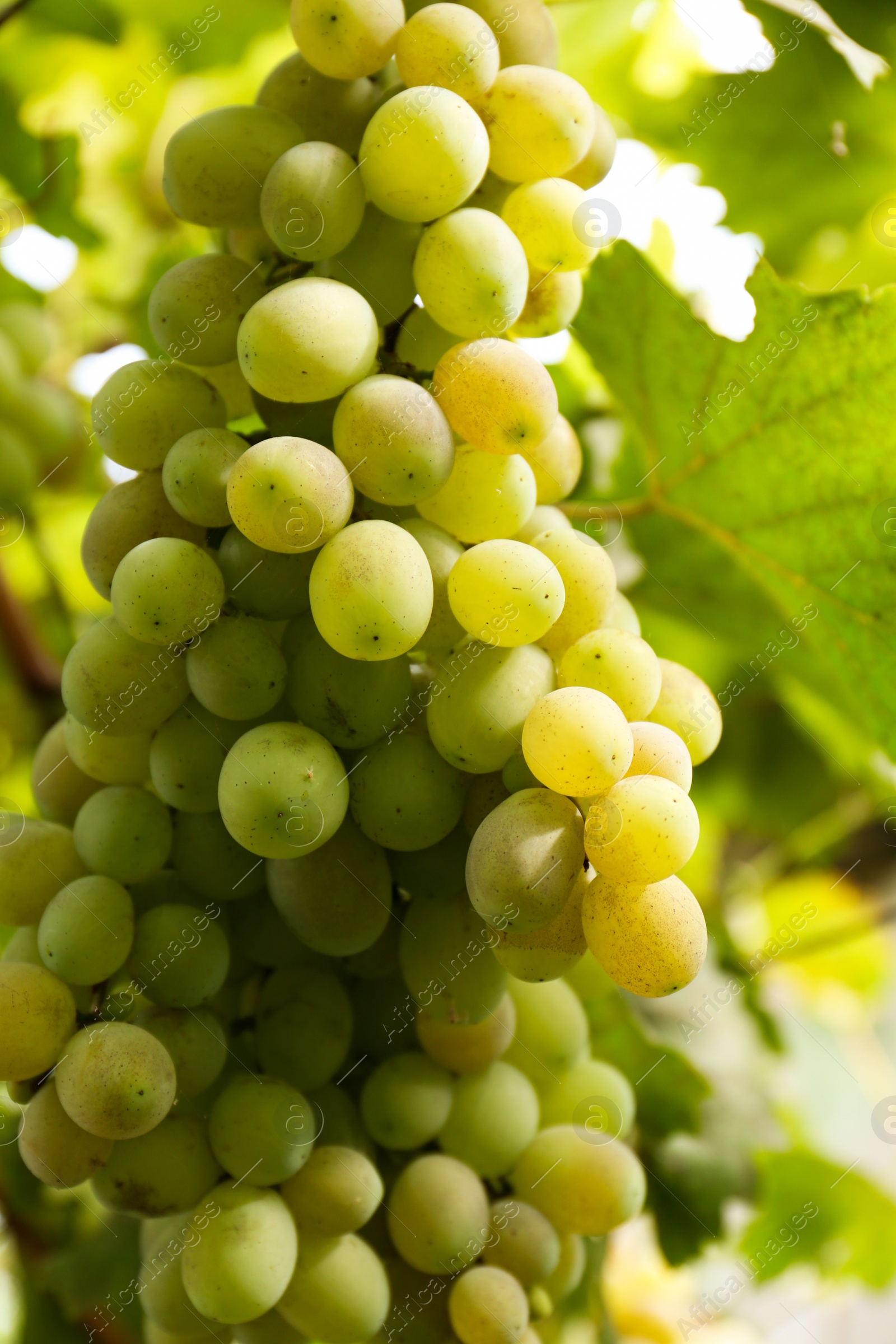 Photo of Delicious green grapes growing in vineyard, closeup