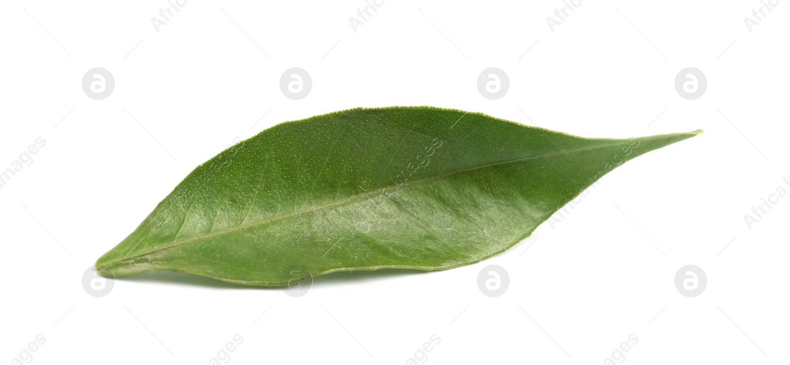 Photo of Fresh green tangerine leaf on white background