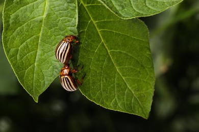Photo of Colorado potato beetles on green plant against blurred background, closeup