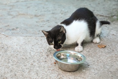 Stray cat near bowl with water outdoors