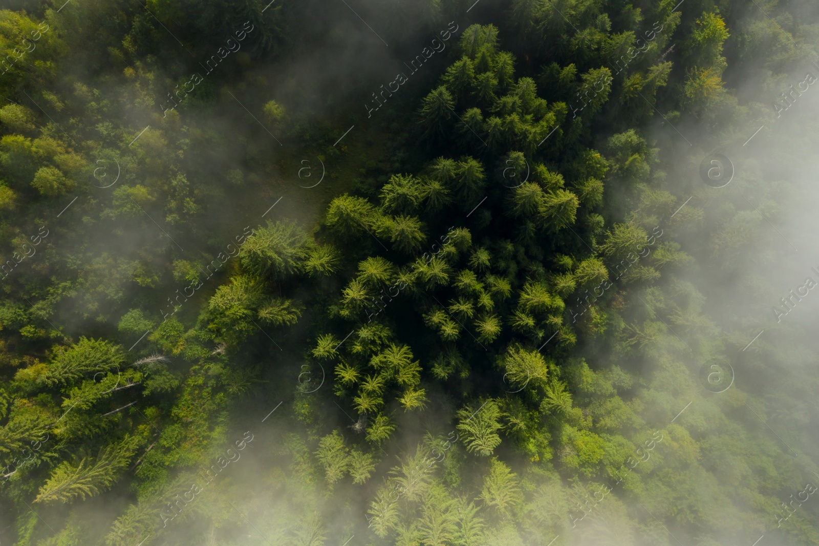 Image of Aerial view of beautiful landscape with misty forest