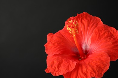 Photo of Beautiful red hibiscus flower on black background, closeup. Space for text