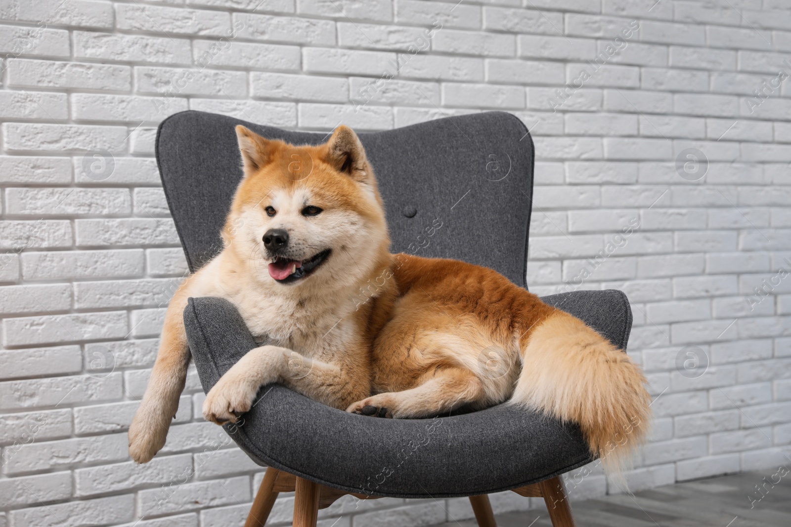 Photo of Cute Akita Inu dog on sofa in living room