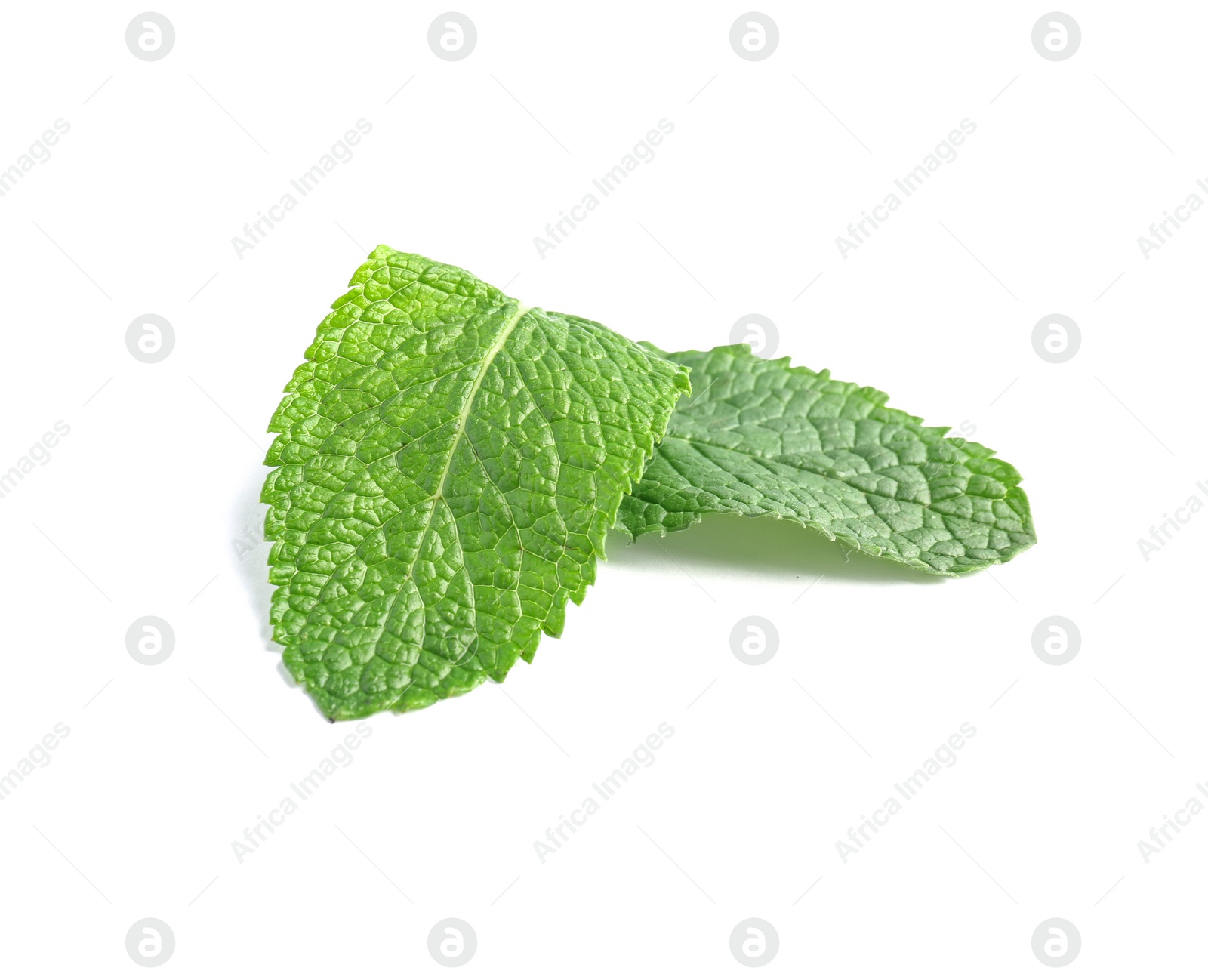 Photo of Fresh green mint leaves on white background