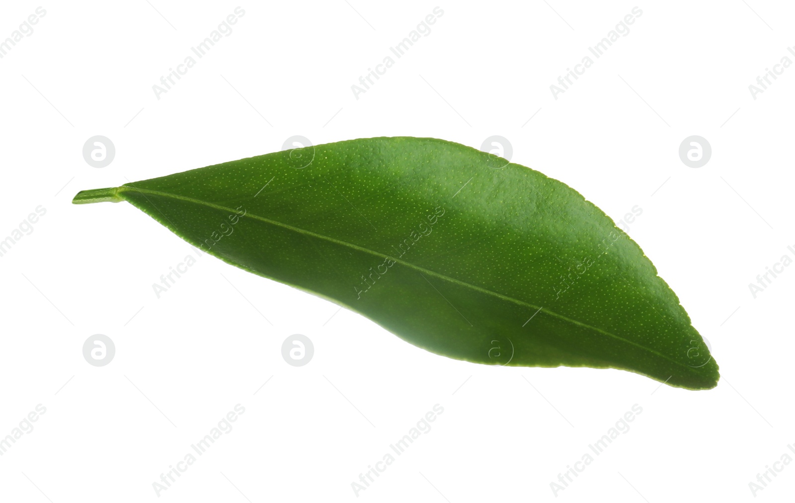 Photo of Fresh green orange leaf isolated on white