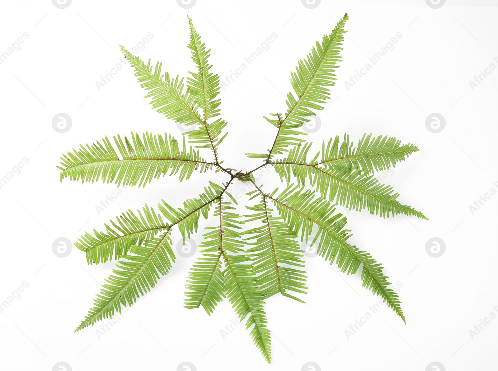 Photo of Beautiful tropical fern leaf on white background