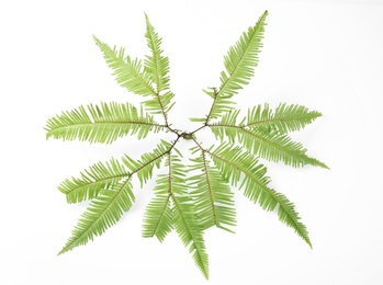 Beautiful tropical fern leaf on white background