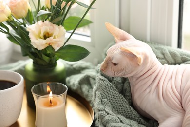 Photo of Cute Sphynx cat near beautiful roses at home. Lovely pet