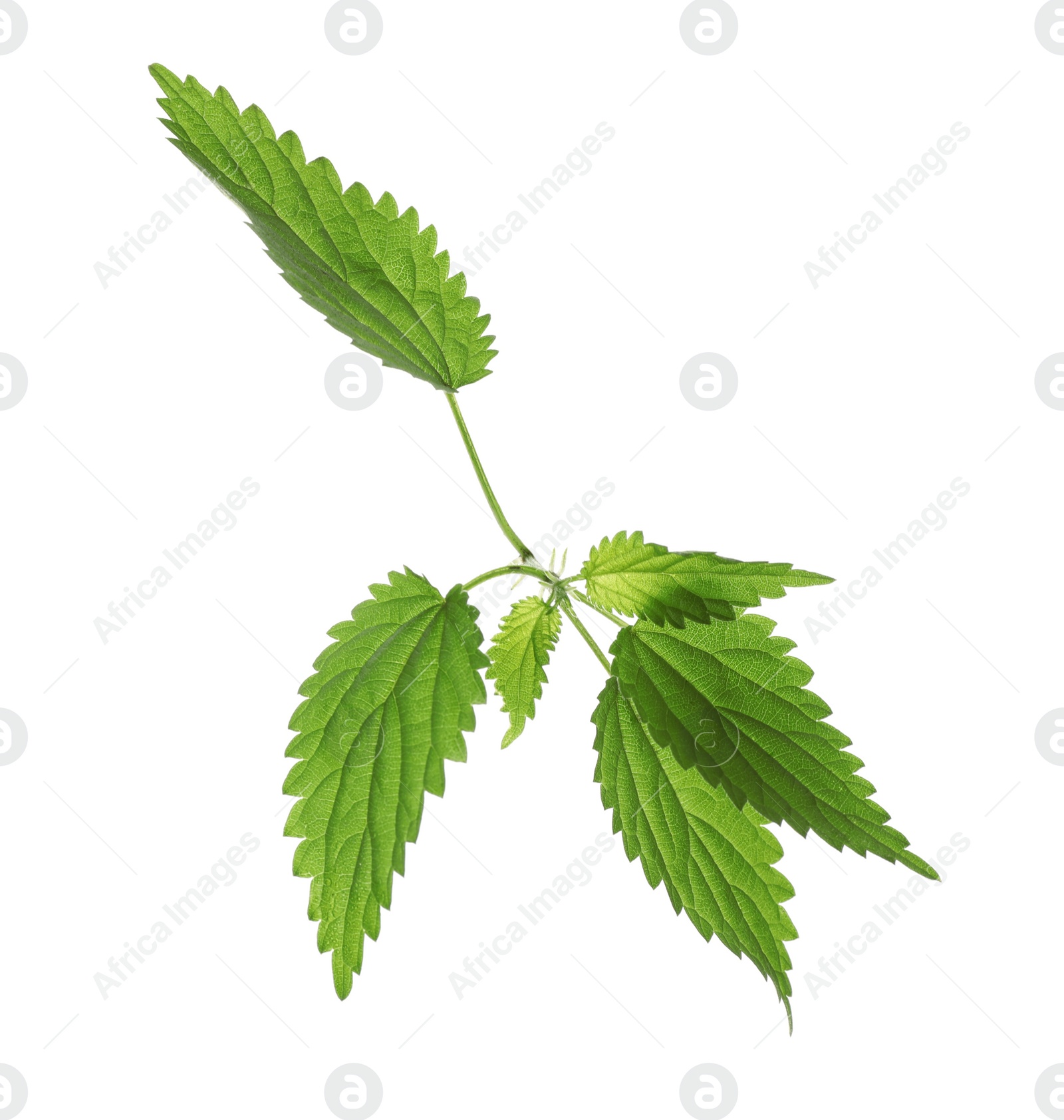 Photo of Fresh stinging nettle plant on white background