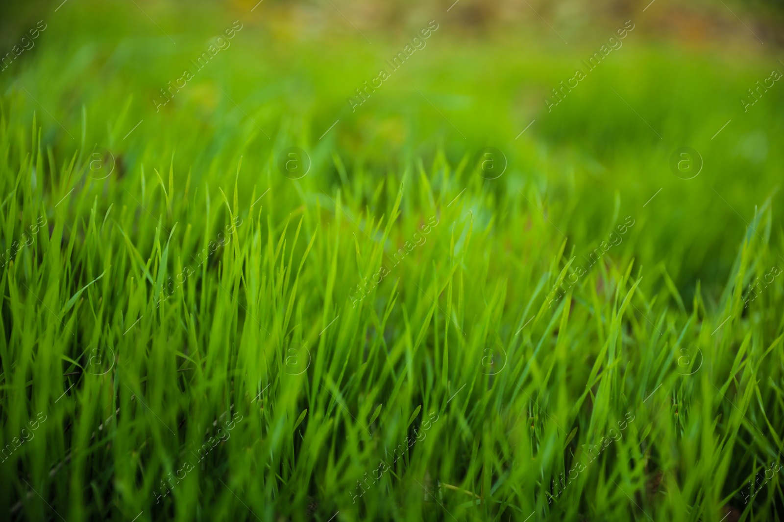 Photo of Bright green grass in park. Bokeh effect