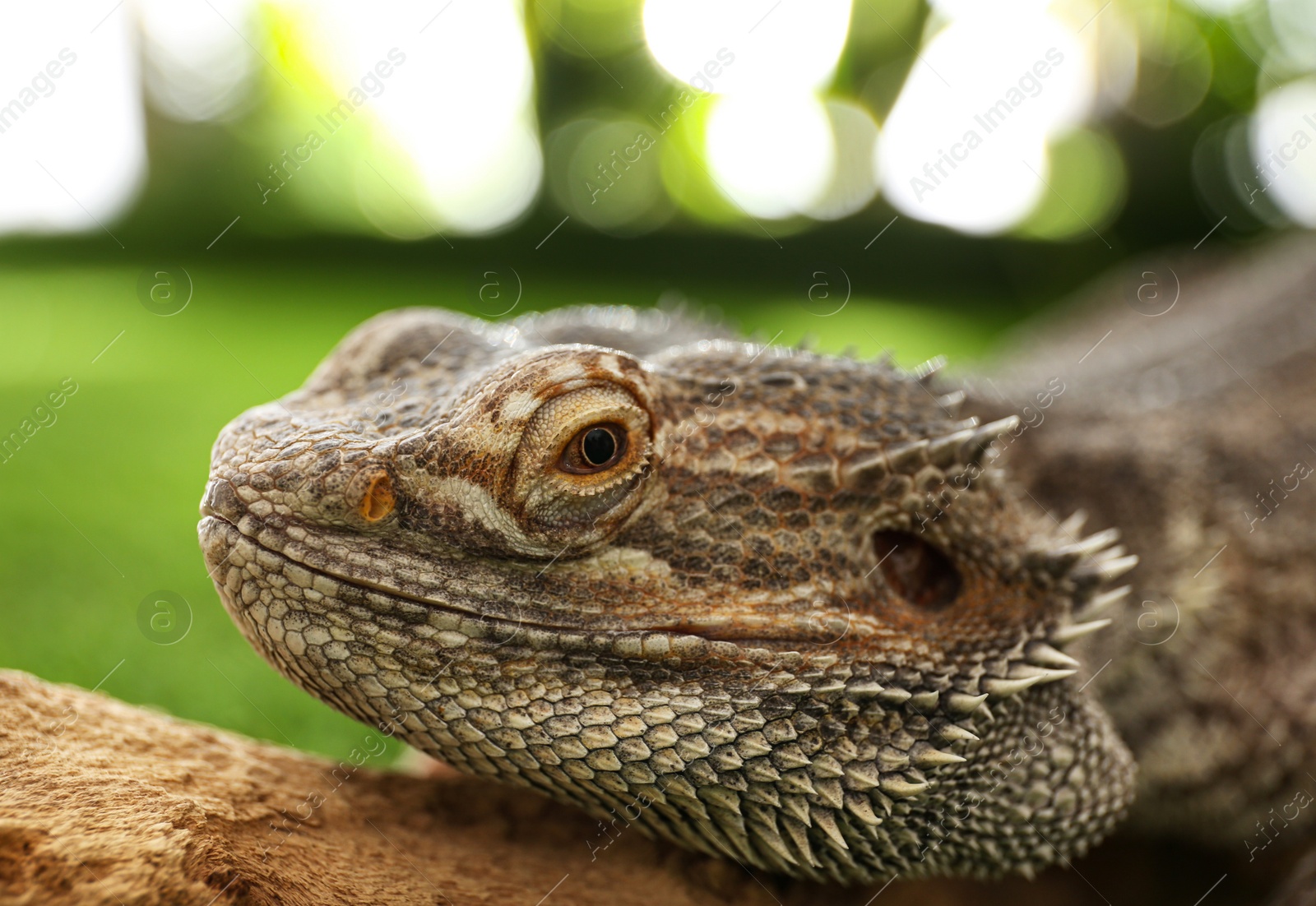 Photo of Bearded lizard (Pogona barbata) on tree branch, closeup. Exotic pet