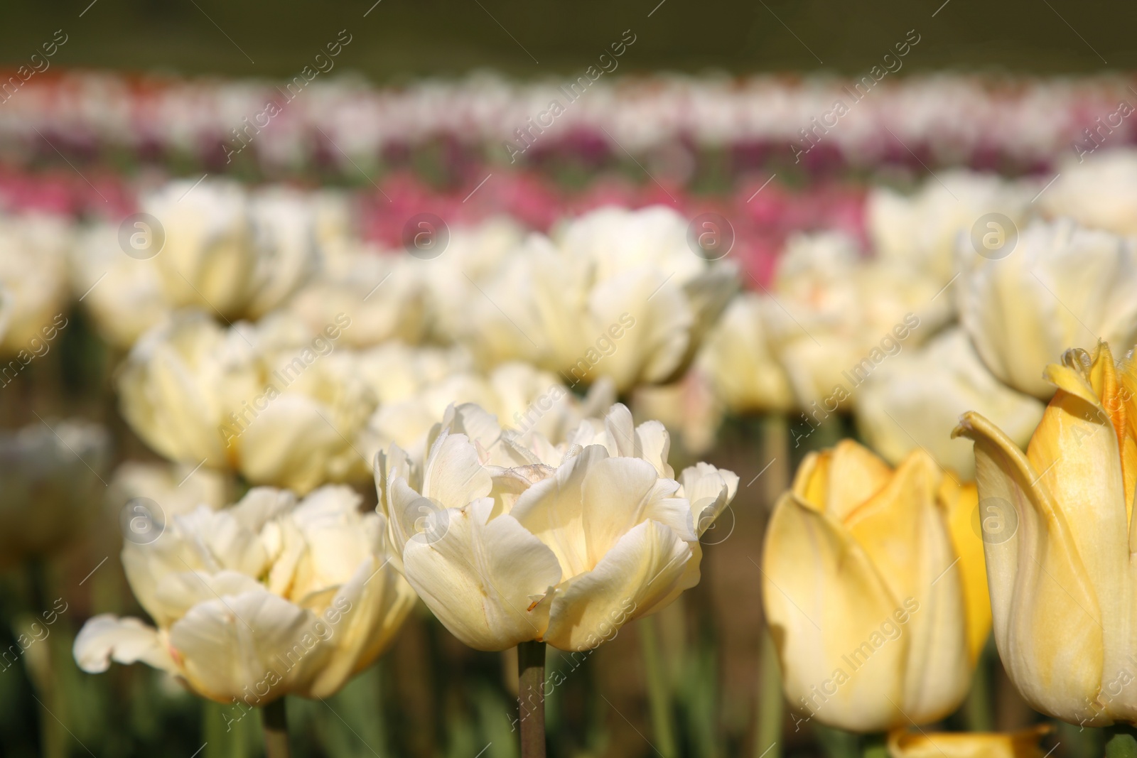 Photo of Beautiful colorful tulip flowers growing in field on sunny day, closeup