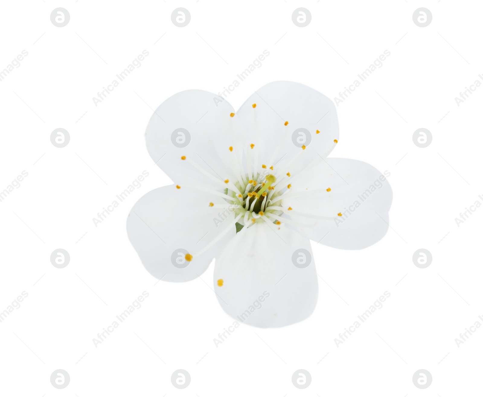 Photo of Beautiful flower of blooming spring tree on white background