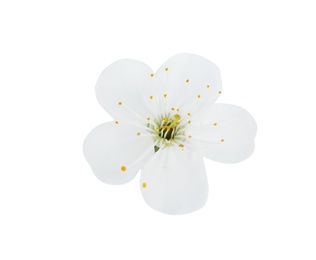 Beautiful flower of blooming spring tree on white background